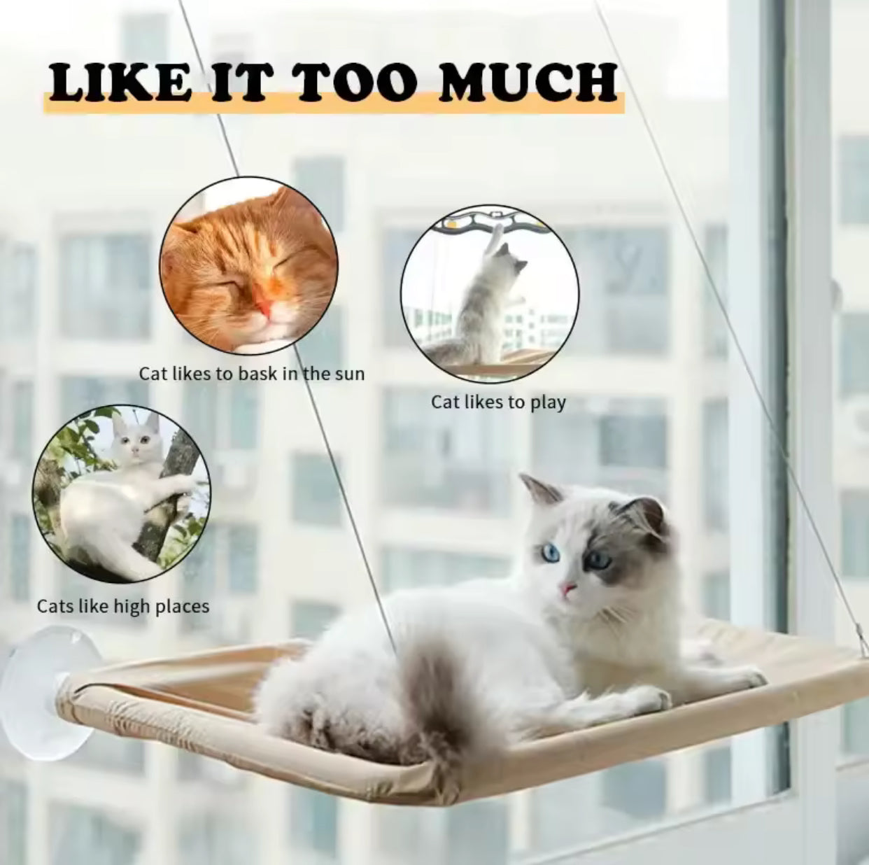Petlish Hammock